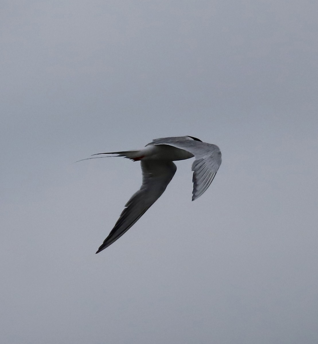 Forster's Tern - ML638722686