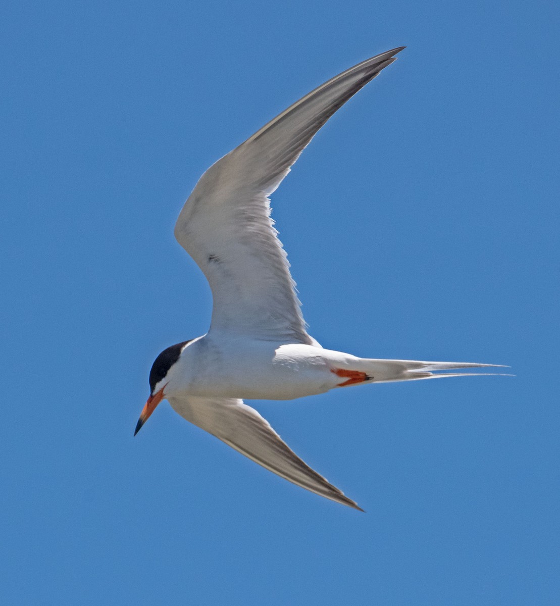 Forster's Tern - ML638722695
