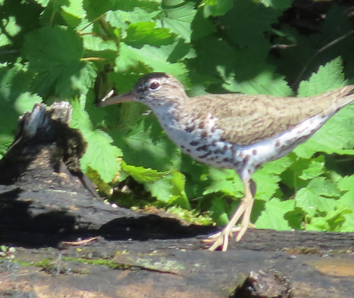 flekksnipe - ML638722699