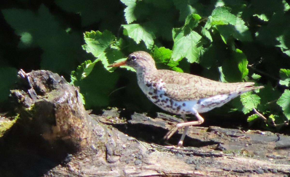 flekksnipe - ML638722700