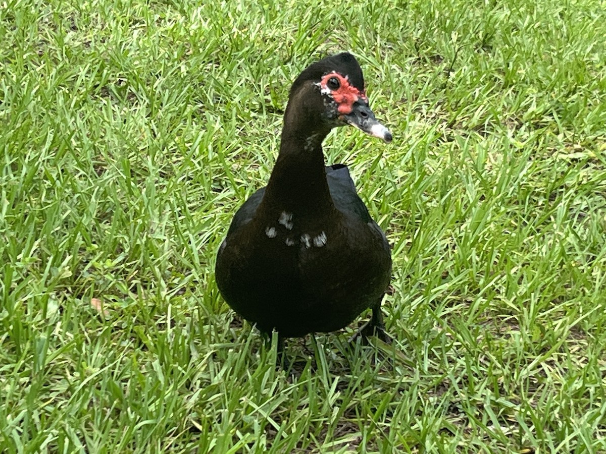 Muscovy Duck (Domestic type) - ML638722702