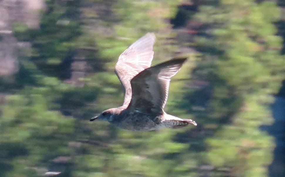 Ring-billed Gull - ML638722710