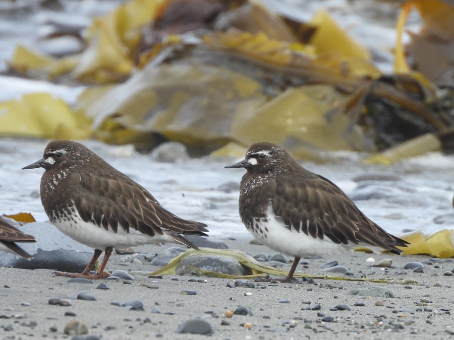 Black Turnstone - ML638722712