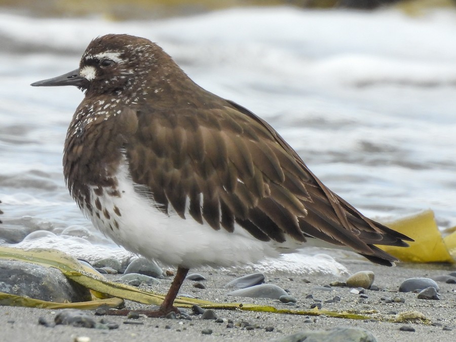 Black Turnstone - ML638722713