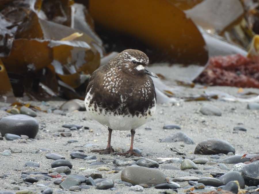 Black Turnstone - ML638722714