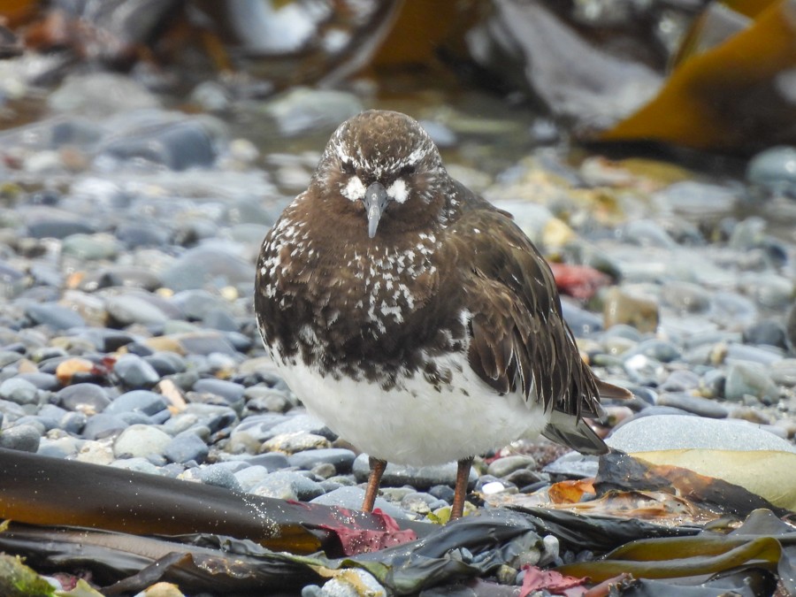 Black Turnstone - ML638722717