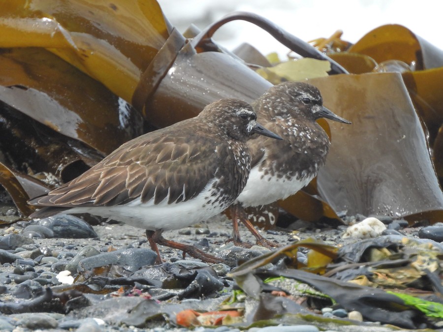 Black Turnstone - ML638722718