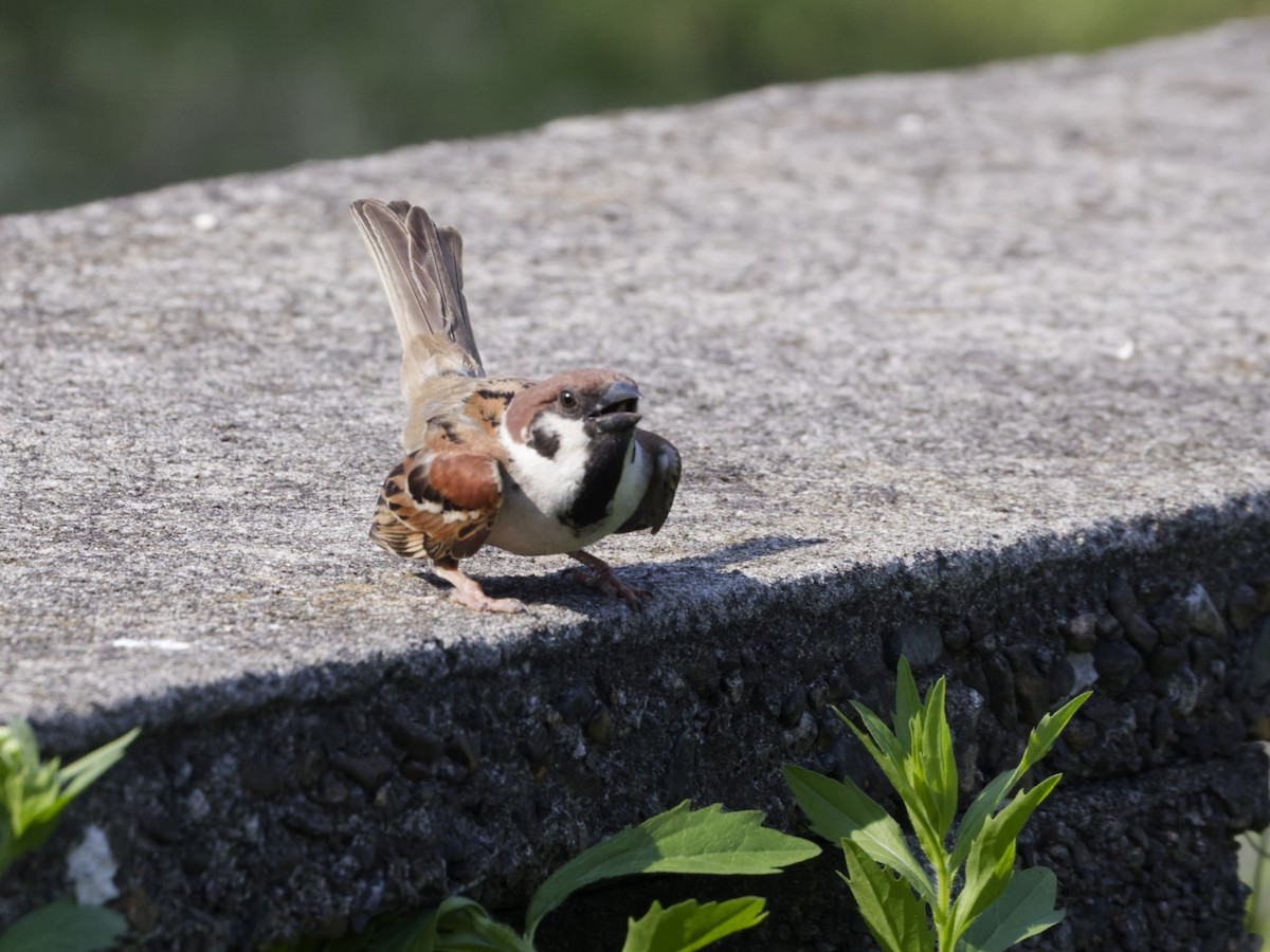 Eurasian Tree Sparrow - ML638722722