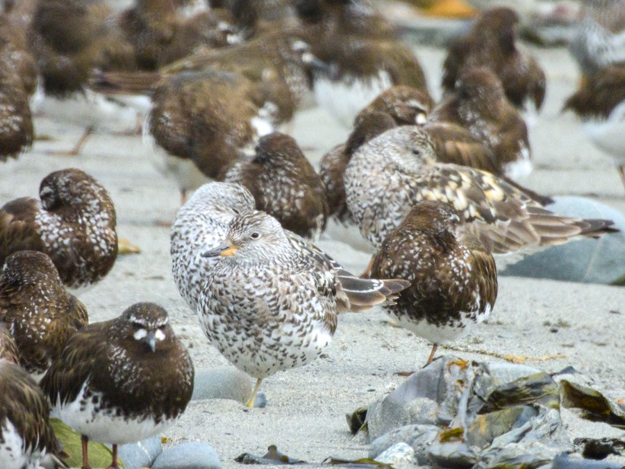 Surfbird - ML638722737