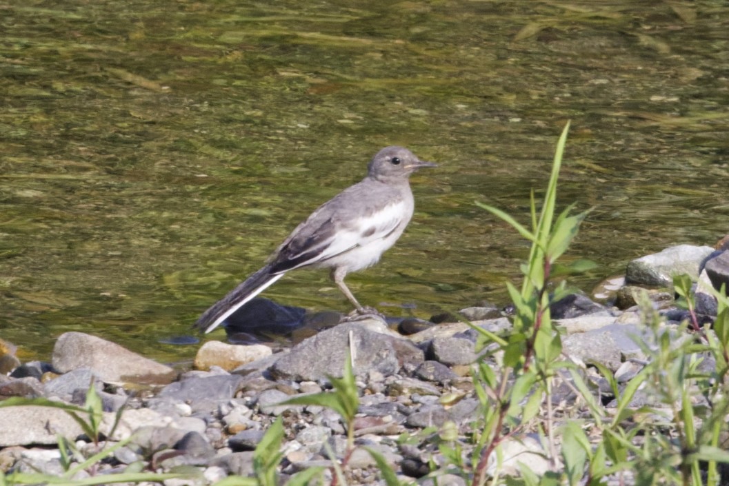 Japanese Wagtail - ML638722738