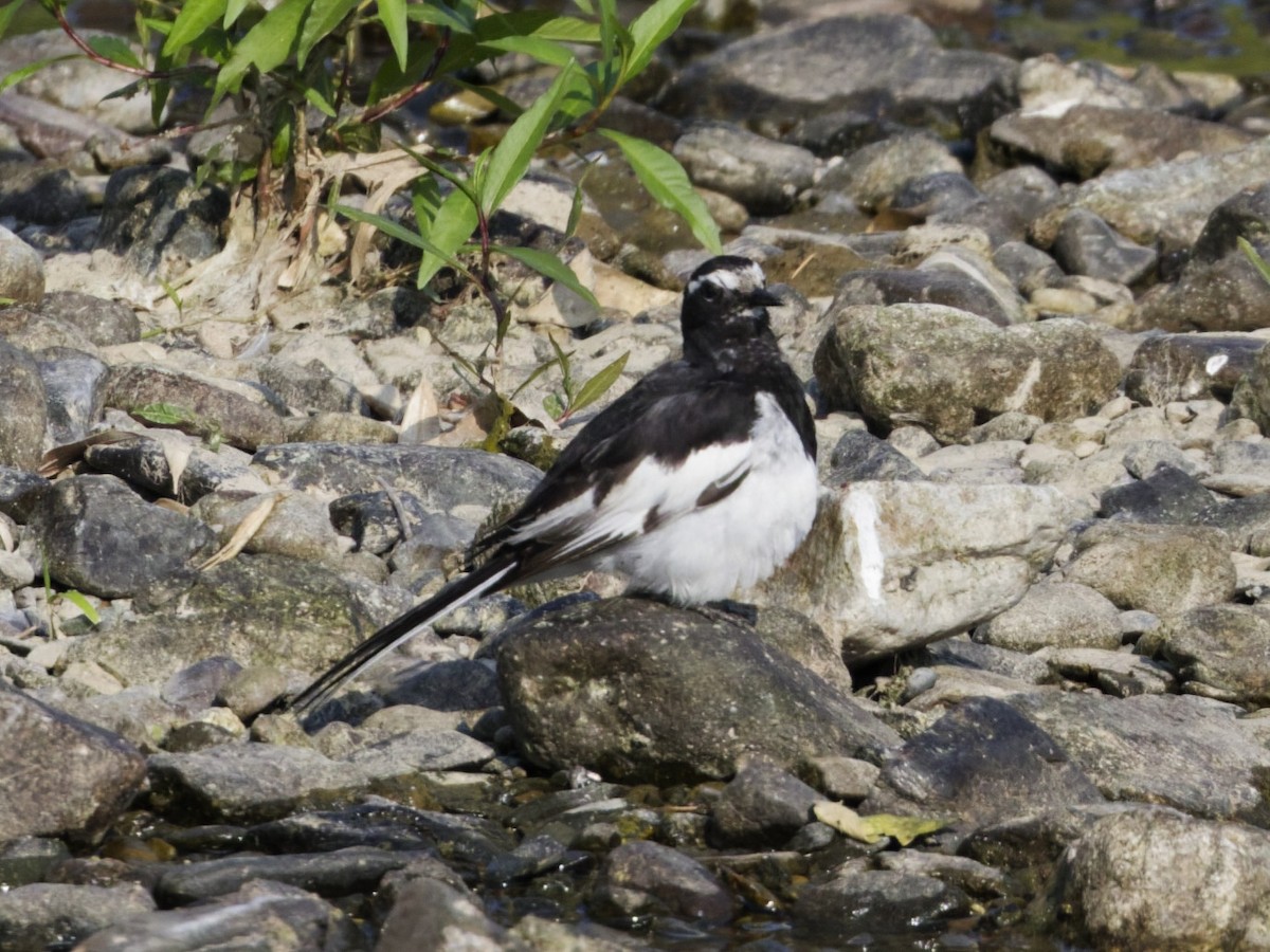 Japanese Wagtail - ML638722739