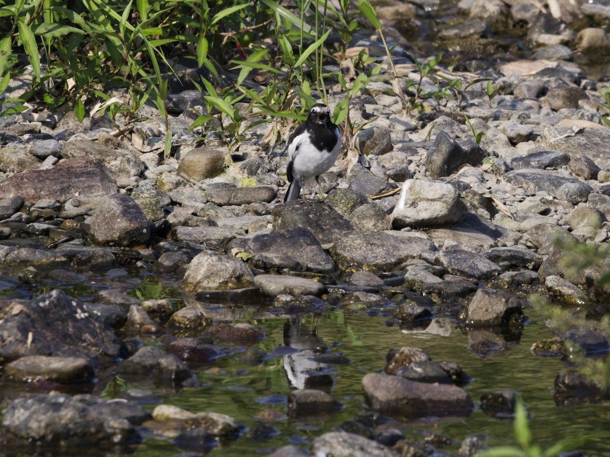 Japanese Wagtail - ML638722741