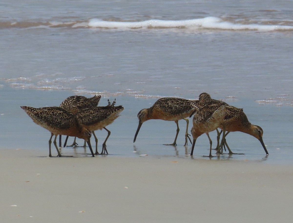 Short-billed Dowitcher - ML638722754