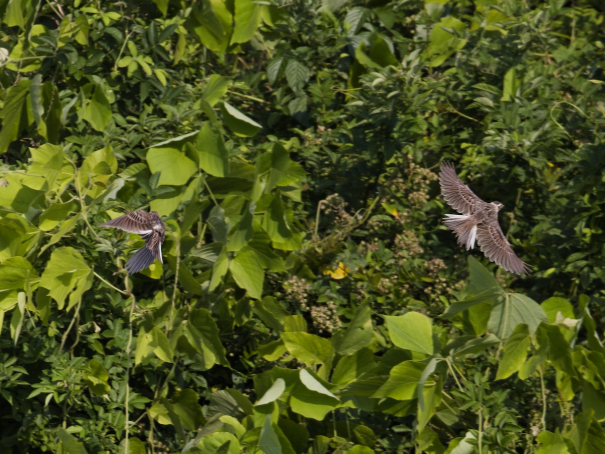 Eurasian Skylark (Far Eastern) - ML638722755