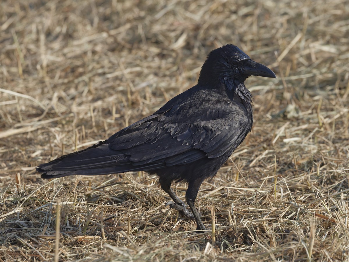 Carrion Crow - ML638722756