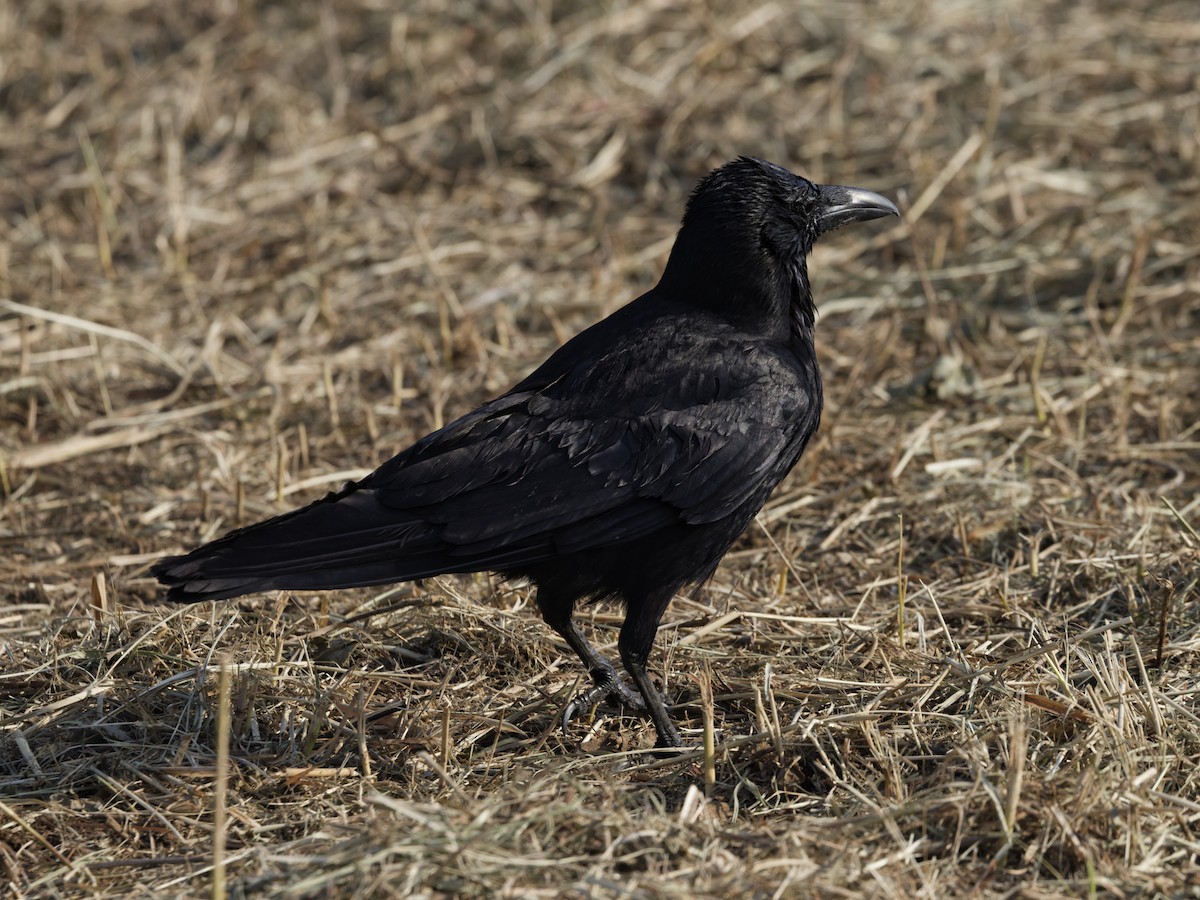 Carrion Crow - ML638722757