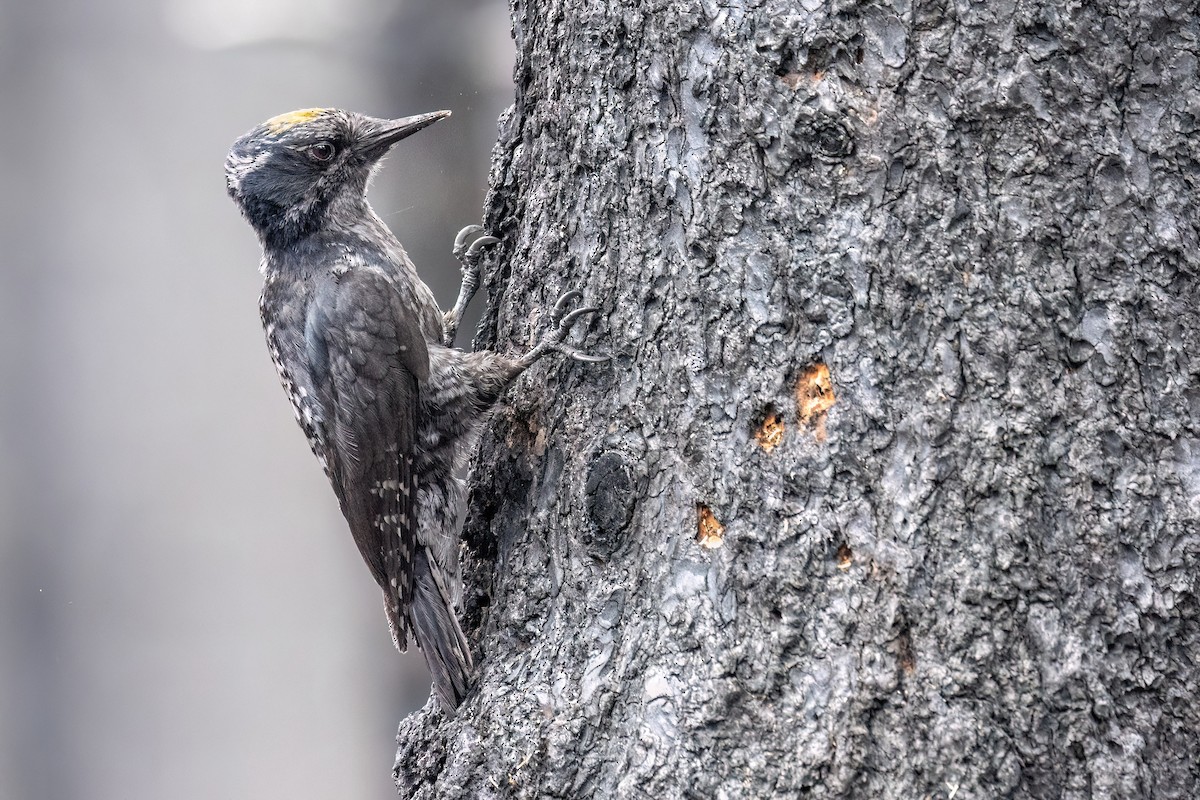 American Three-toed Woodpecker - ML638722759