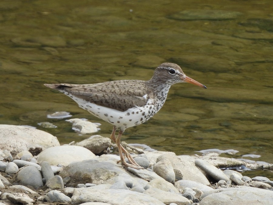 flekksnipe - ML638722771