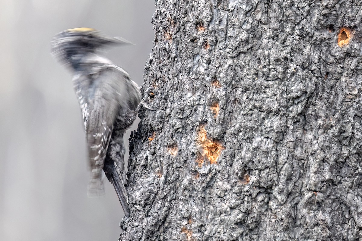 American Three-toed Woodpecker - ML638722779