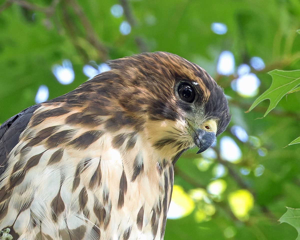 Broad-winged Hawk - ML638722784