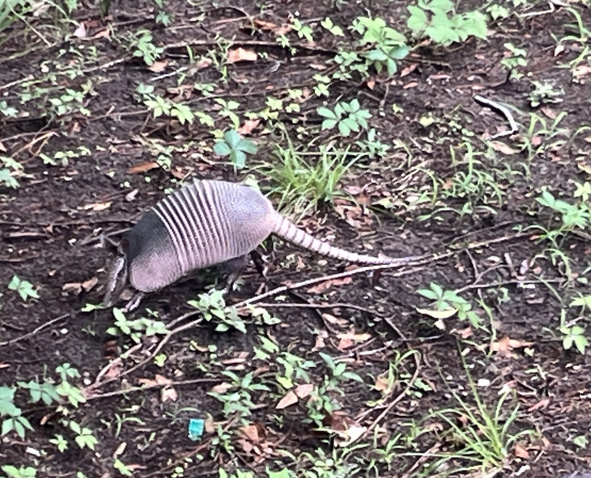 Nine-banded Armadillo - ML638722786