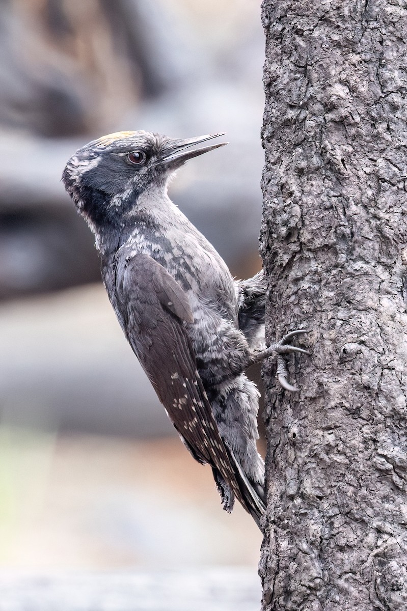 American Three-toed Woodpecker - ML638722788