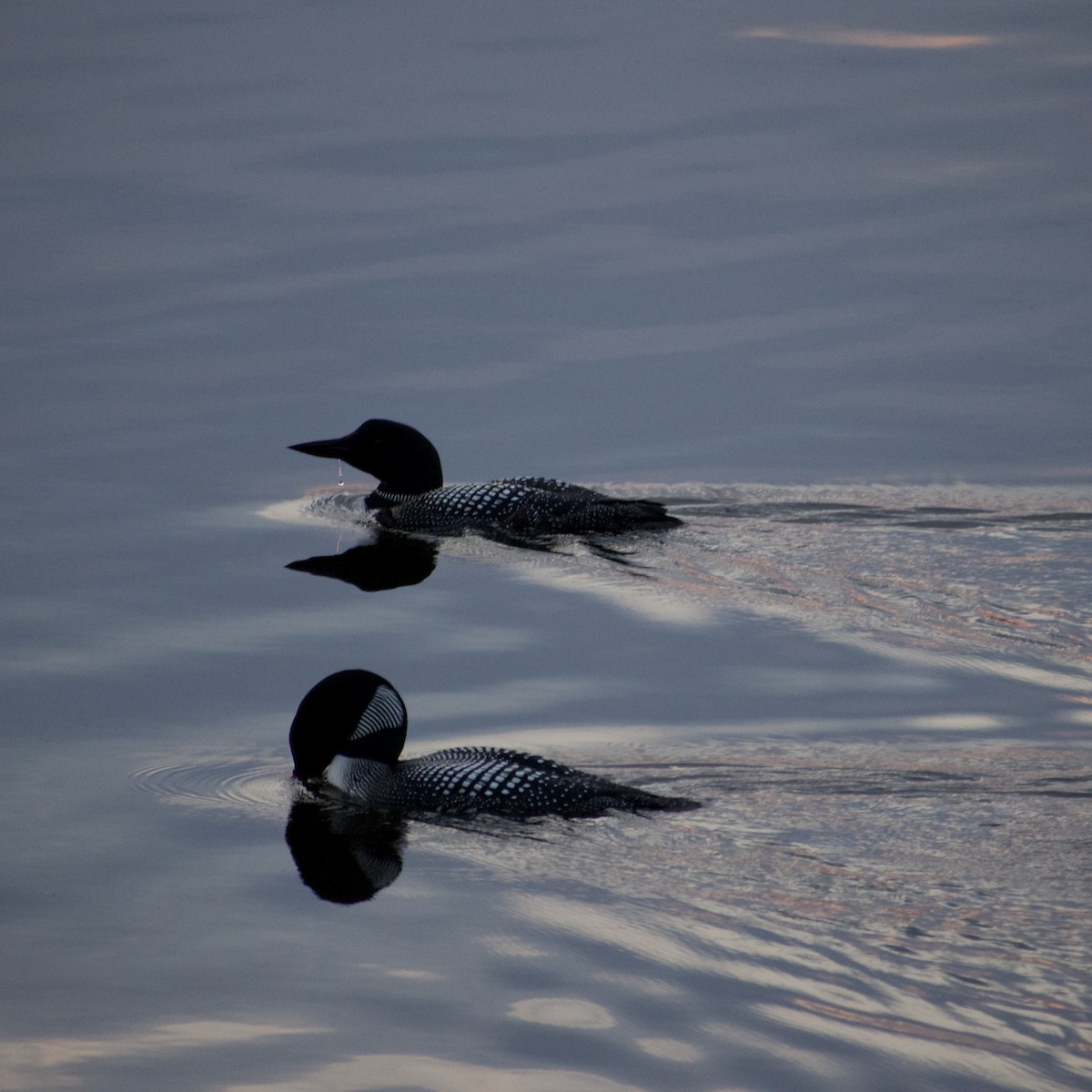 Common Loon - ML638722808