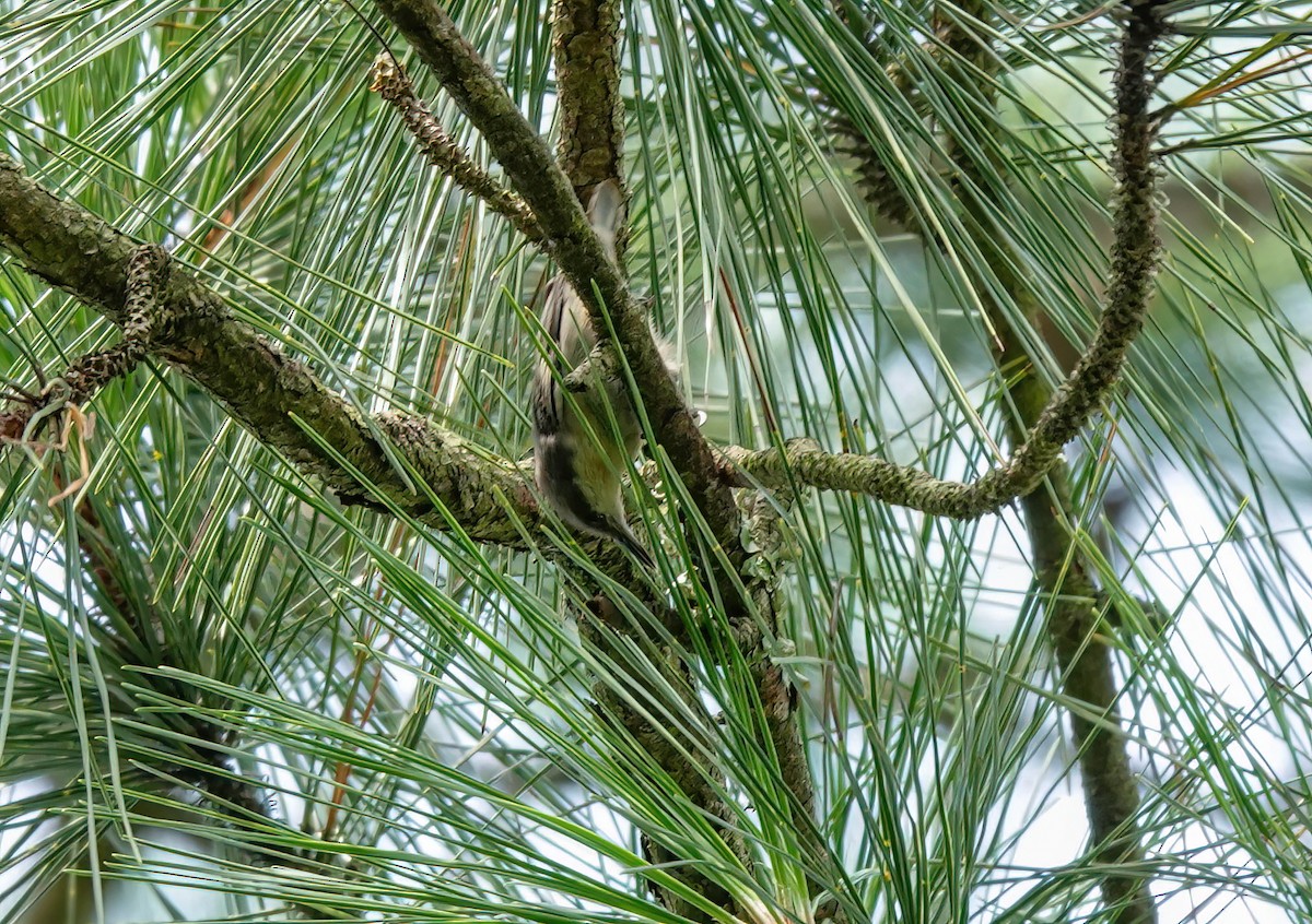 Brown-headed Nuthatch - ML638722826