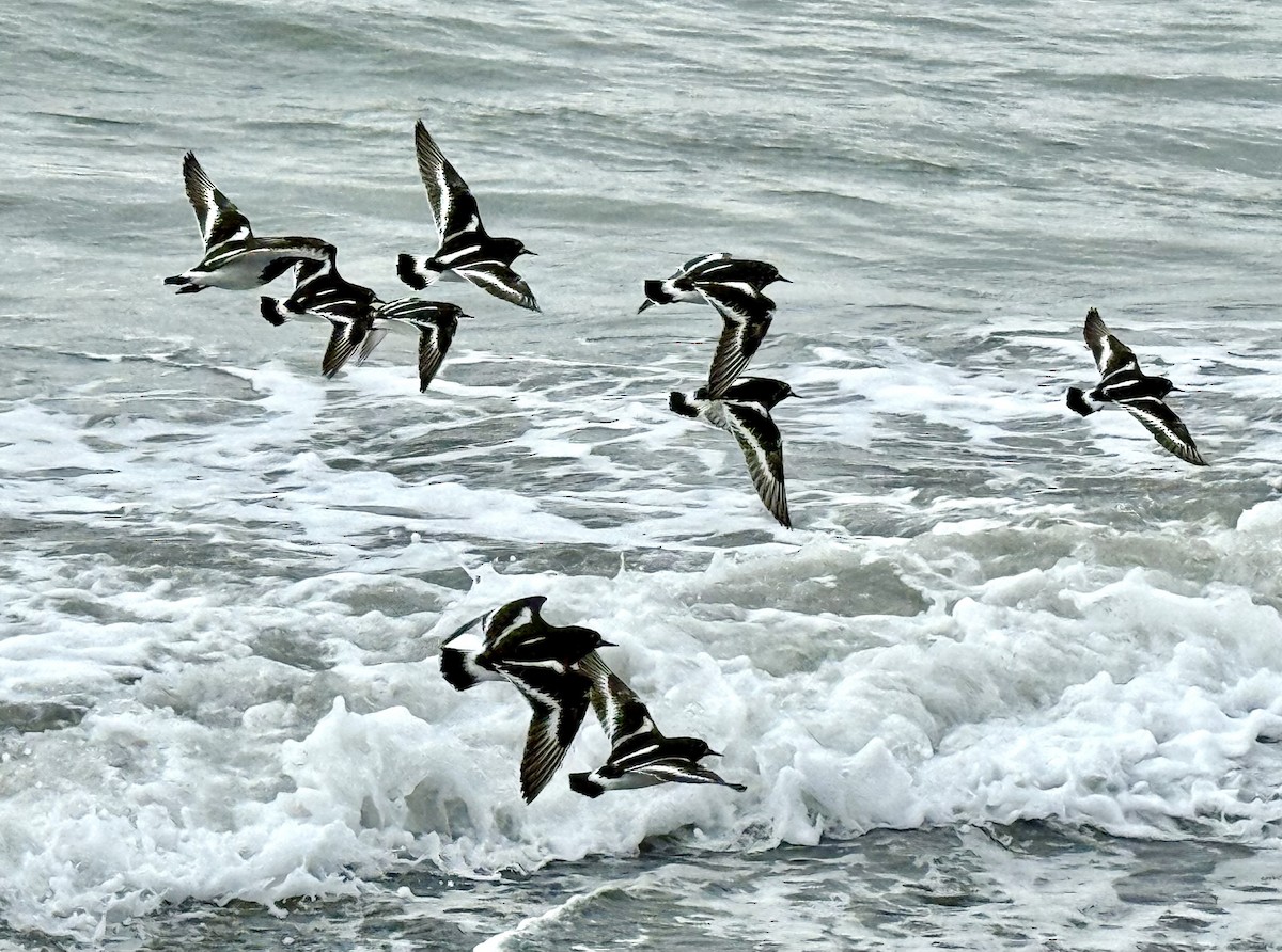 Black Turnstone - ML638722829