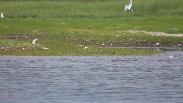 Short-billed Dowitcher - ML638722853