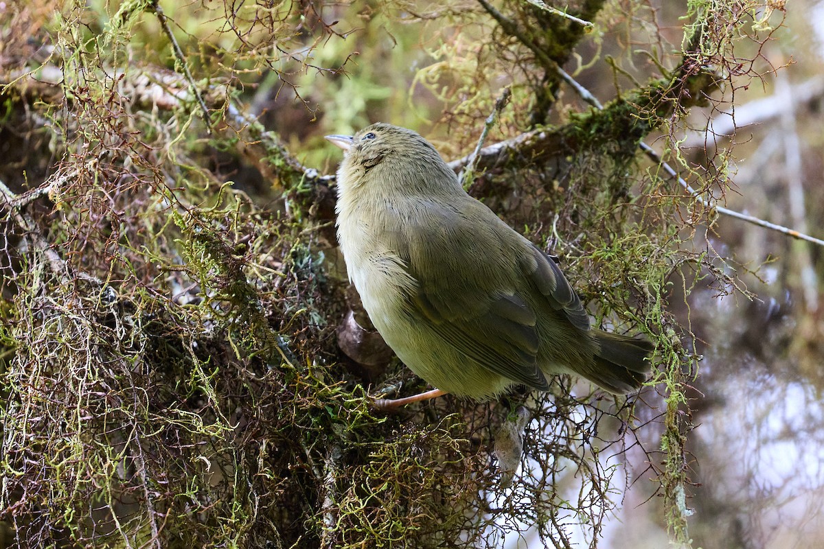 Waldsänger-Darwinfink - ML638722862