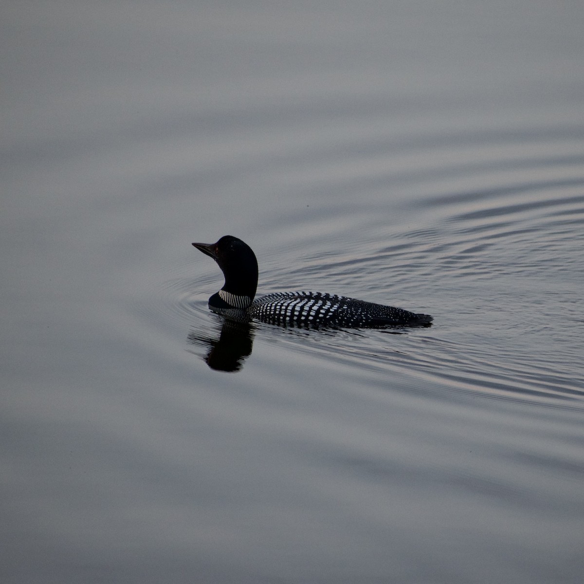 Common Loon - ML638722864