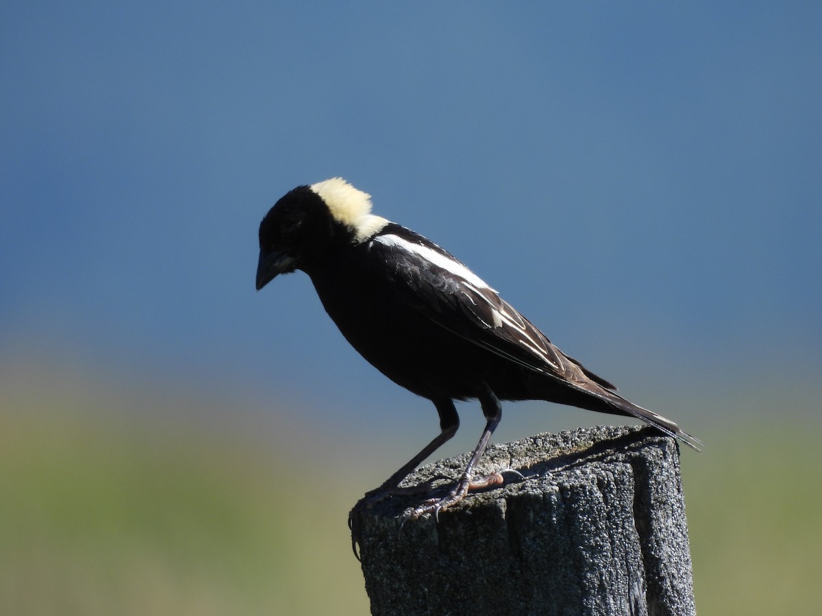 Goglu des prés - ML638722890