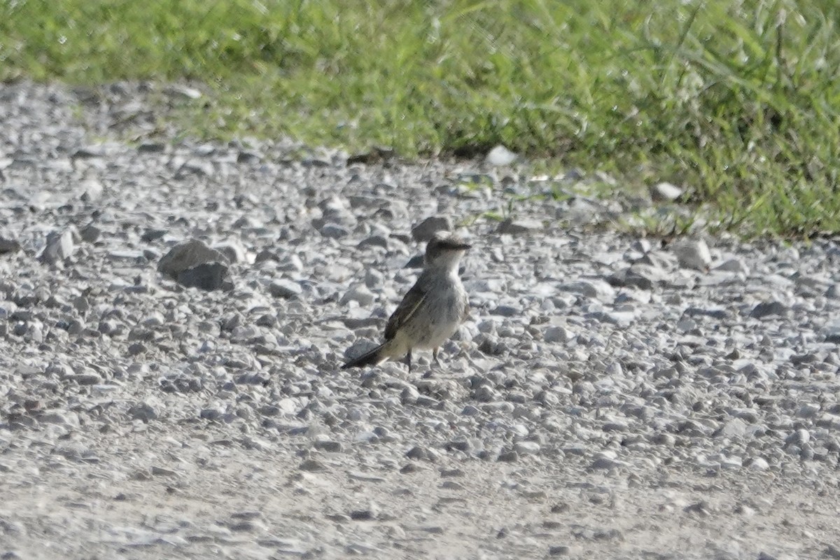 Vermilion Flycatcher - ML638722921