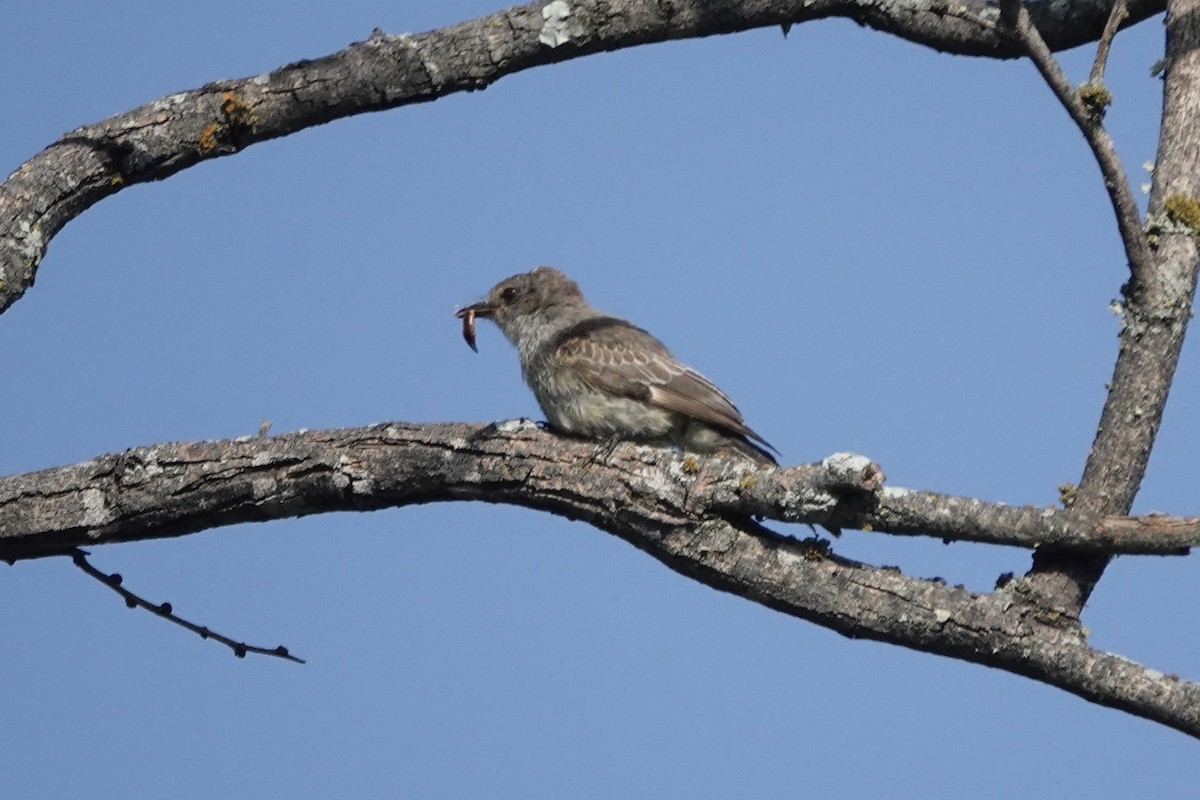Vermilion Flycatcher - ML638722922