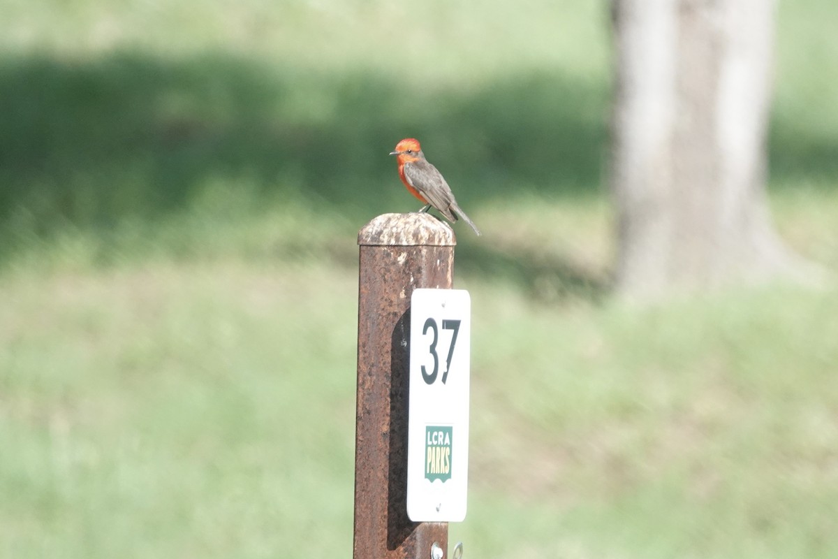 Vermilion Flycatcher - ML638722923