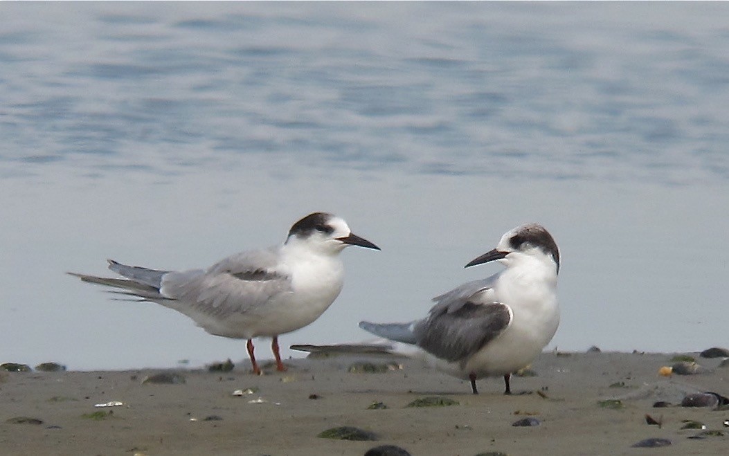 Common Tern - ML638722931