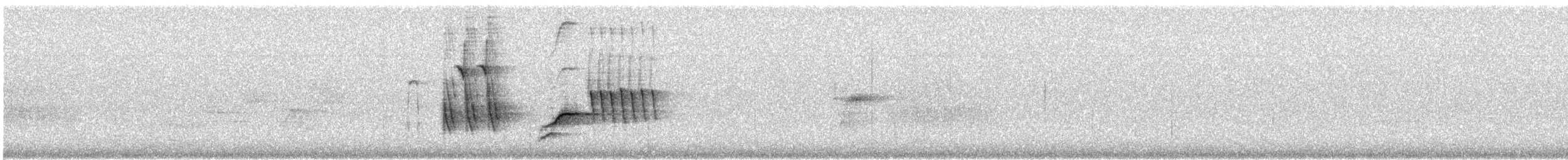 Fleckengrundammer [maculatus-Gruppe] - ML638722936