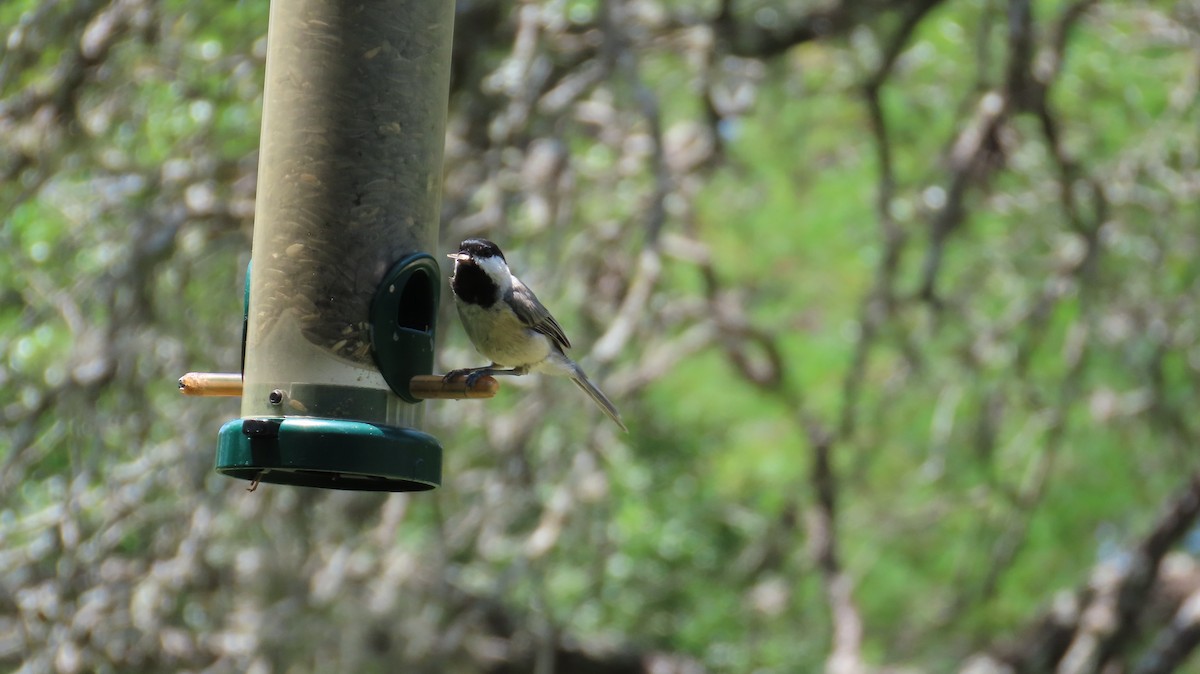 Carolina Chickadee - ML638723000