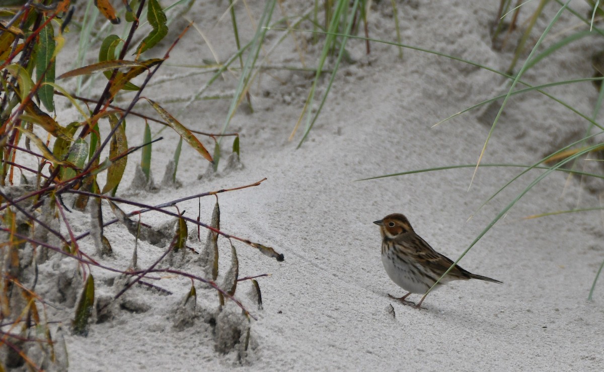 Little Bunting - ML638723027