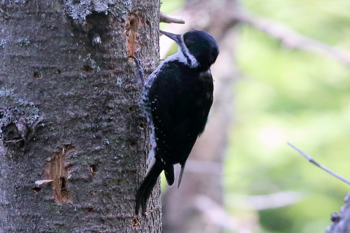 Black-backed Woodpecker - ML638723047