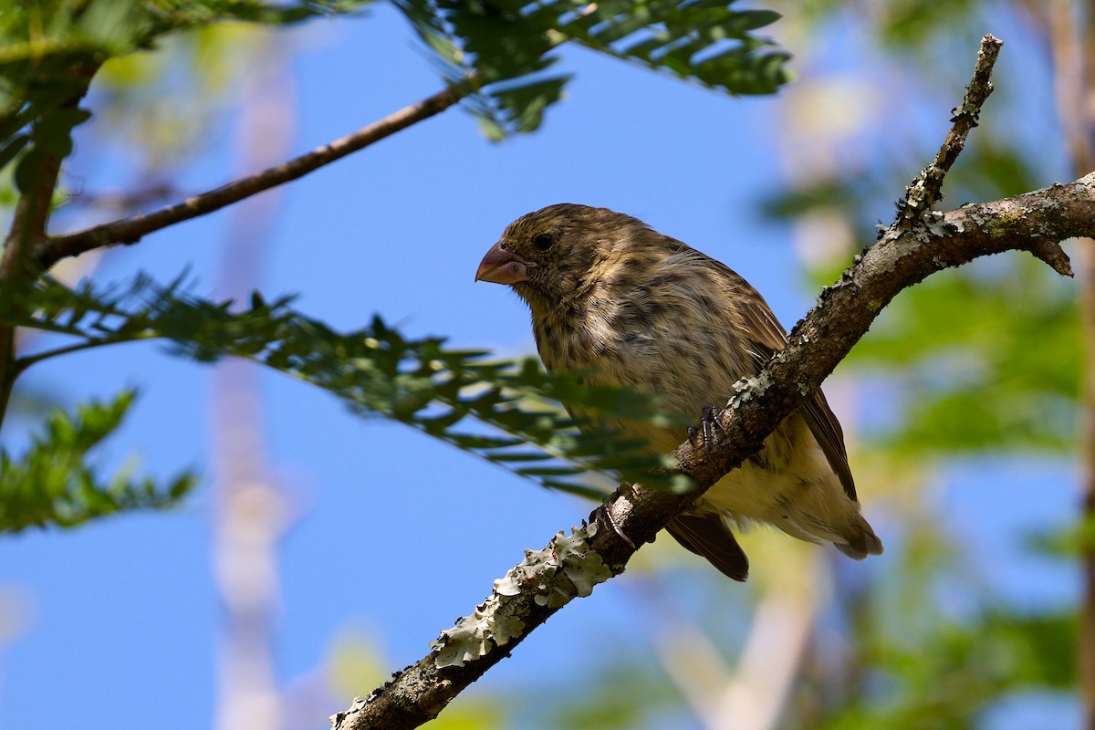 Vegetarian Finch - ML638723054
