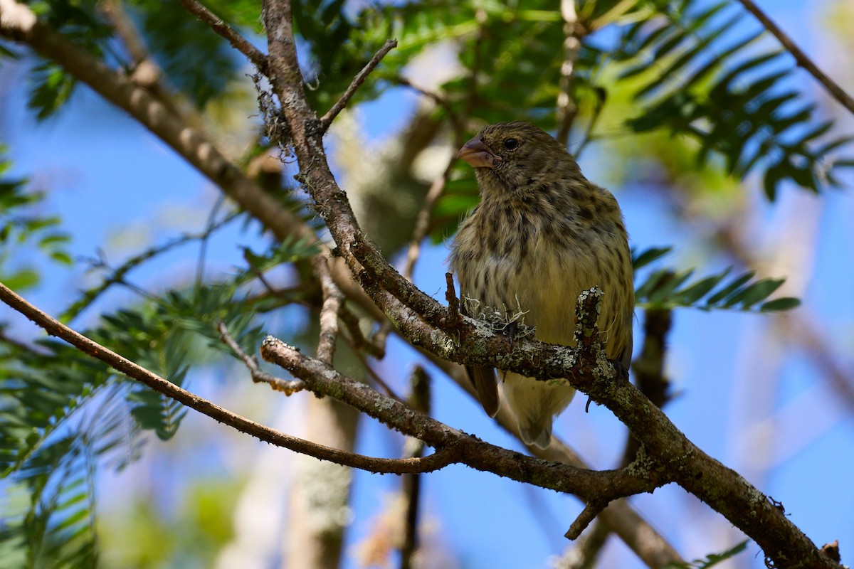 Vegetarian Finch - ML638723058