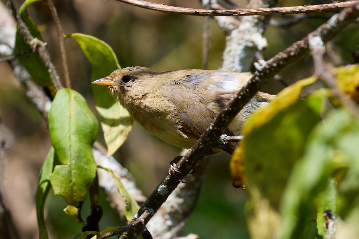 Waldsänger-Darwinfink - ML638723067