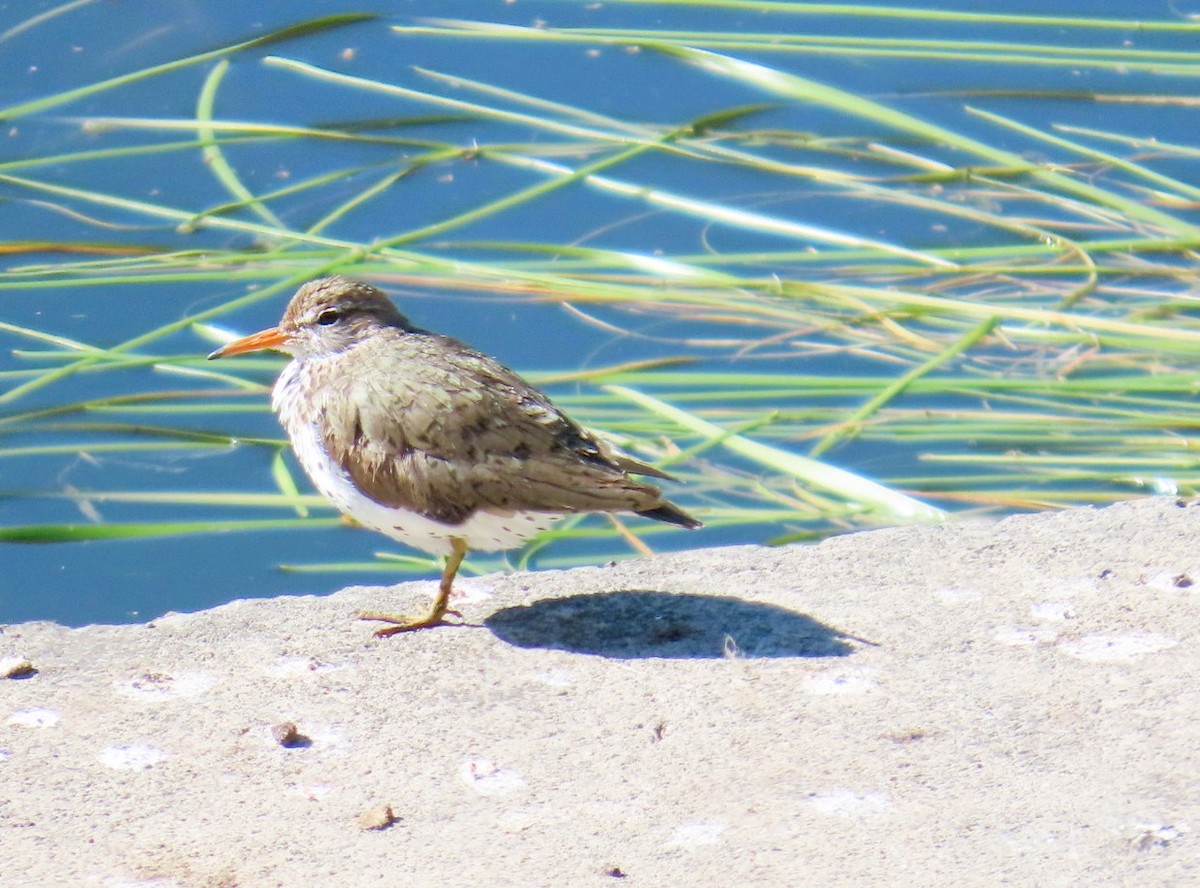 flekksnipe - ML638723104