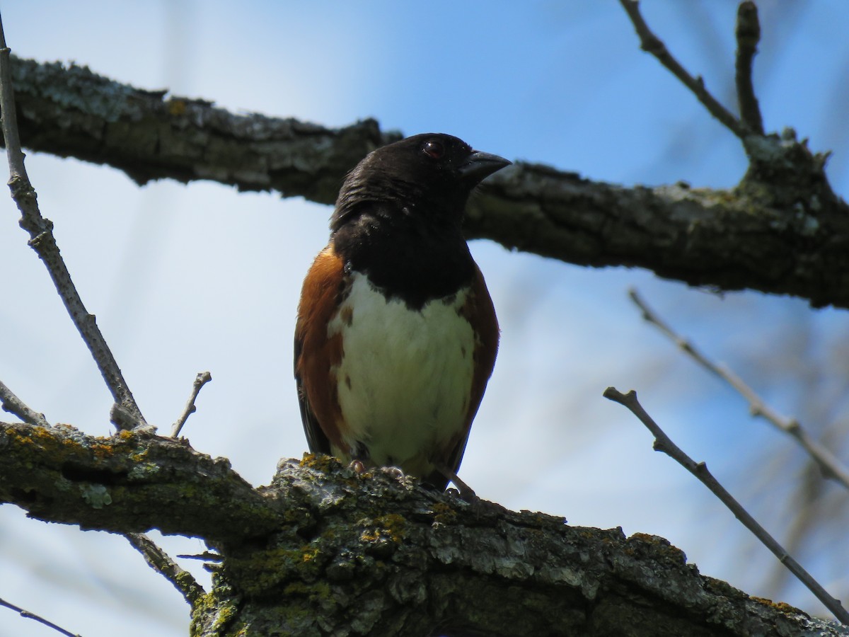 Eastern Towhee - ML638723110