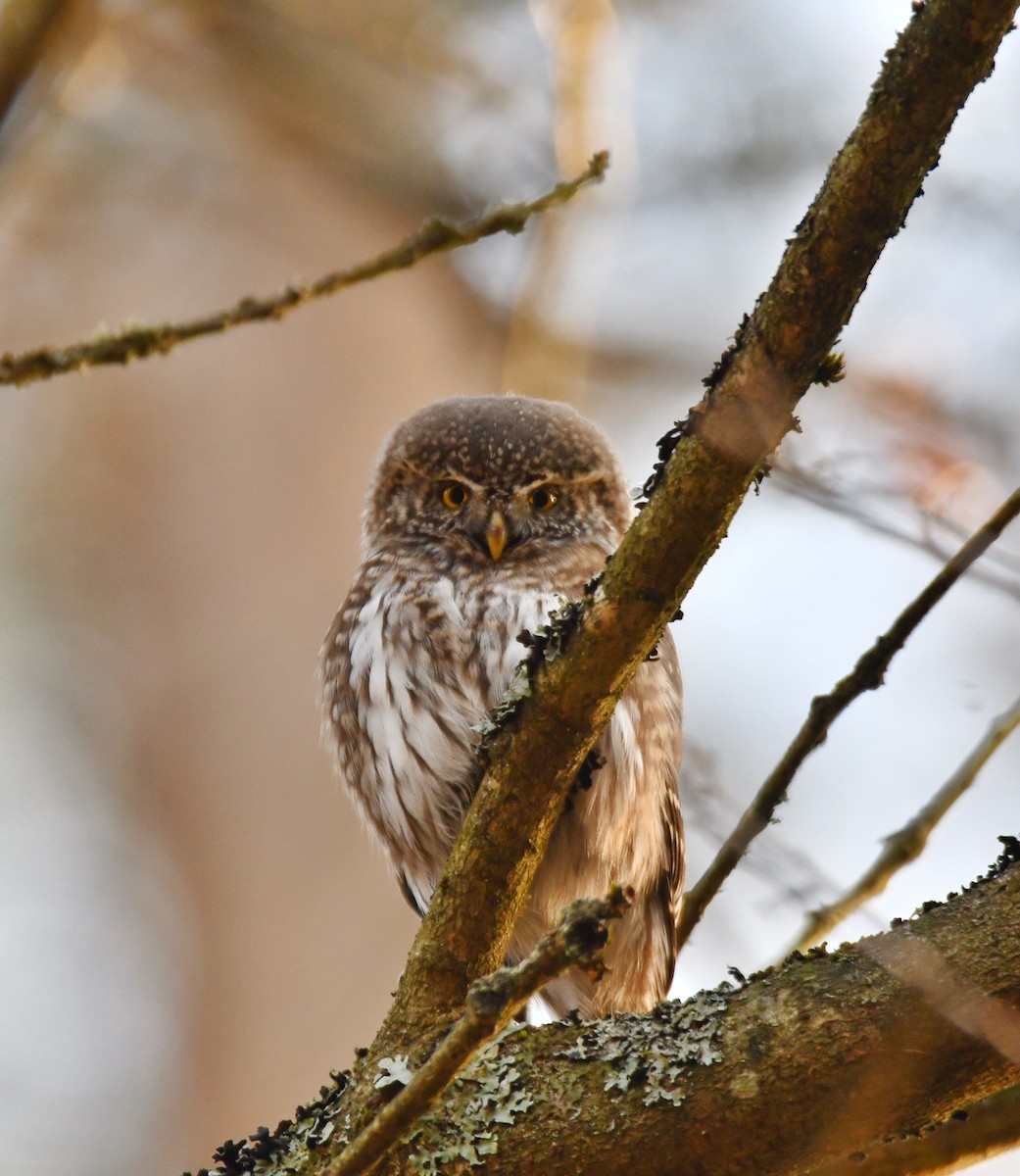 Eurasian Pygmy-Owl - ML638723113