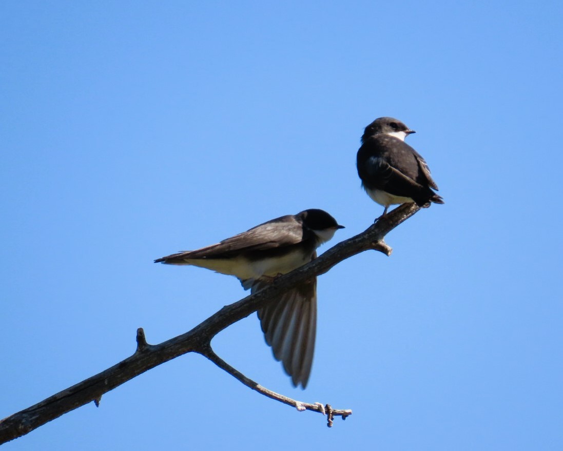 Tree Swallow - ML638723140