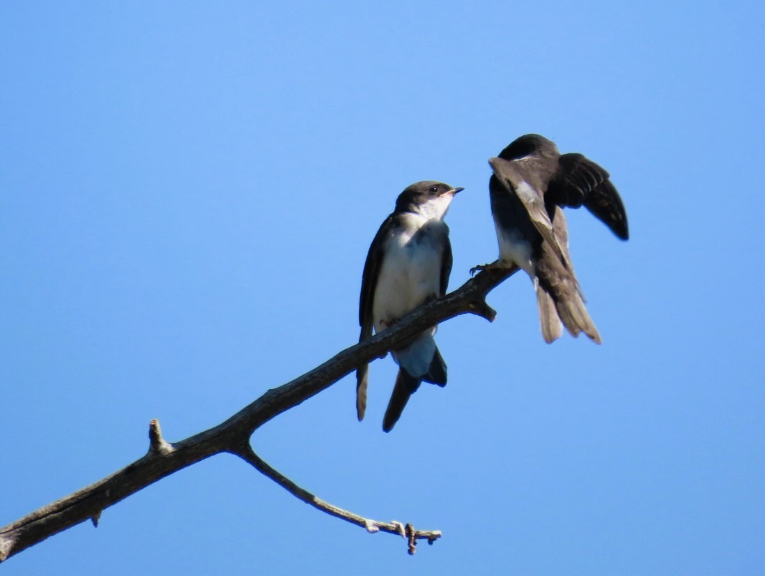 Tree Swallow - ML638723141
