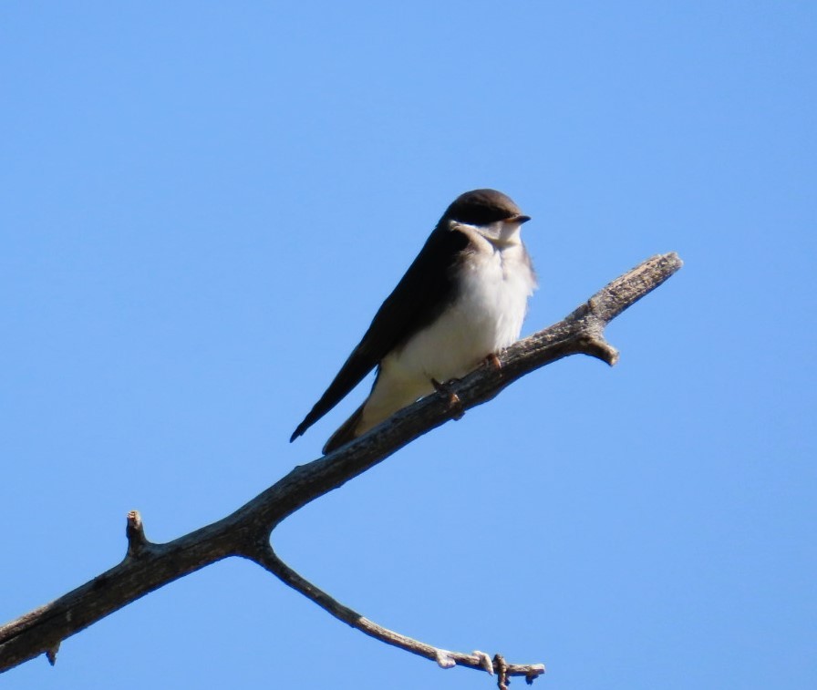 Tree Swallow - ML638723142